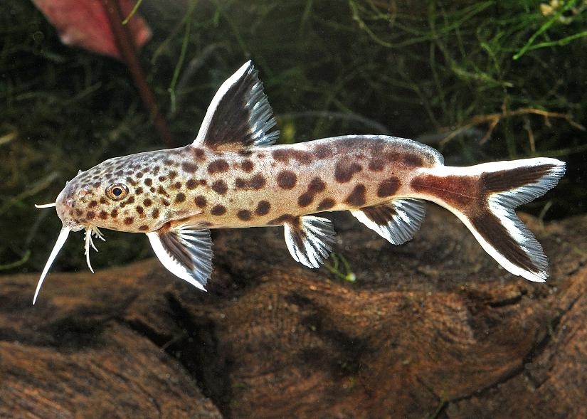 Synodontis Petricola Cat