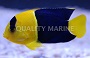 Bicolor Angelfish