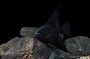 Eds Local Raised Black Angelfish