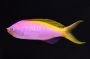 Bartlett's Fairy Anthias