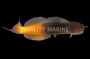 Bicolor Blenny