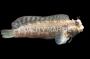 Sailfin Lawnmower Blenny  Lg