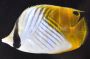 Auriga (Threadfin) Butterfly
