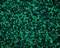 ESTES LAKE GREEN GRAVEL 5LB