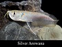 Silver Arowana