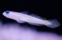 Yellow Line Goby