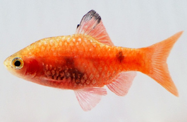 Red Glass Rosy Barb