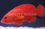 Miniatus Grouper