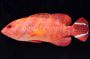 V-Tail Grouper