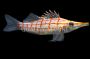 Longnose Hawkfish