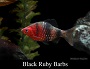 Black Ruby Barb