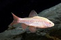 Albino Cherry Barb