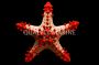 African Red Knob Starfish