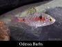 Odessa Barb - Males