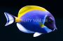 Powder Blue Tang