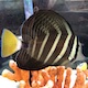 Sailfin Tang