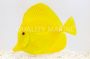 Yellow Tang