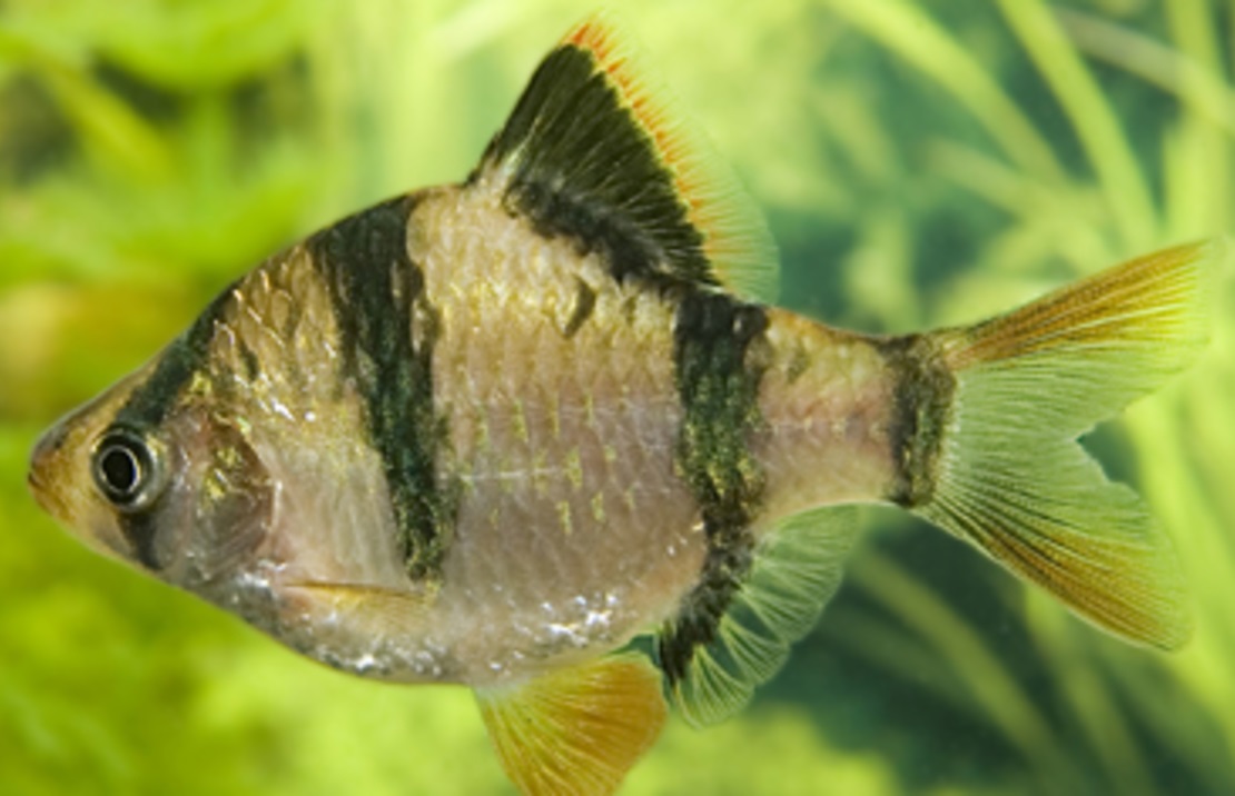 Tiger Barb - Large