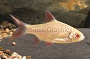 Gold Tinfoil Barb - MD
