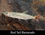 Freshwater Redtail Barracuda