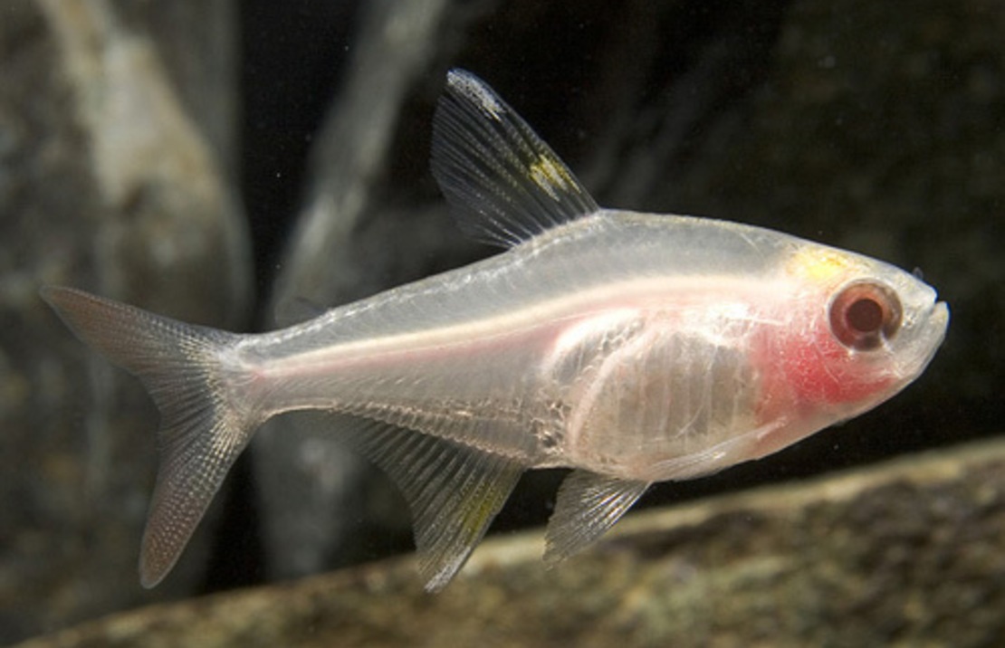 Gold Pristella Tetra