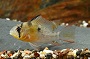 Bolivian Ram Cichlid