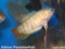 Albino Paradise Fish