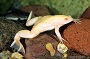 Gold African Underwater Frog