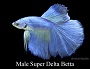 Male Super Delta Betta