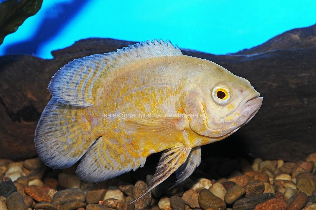 Lemon Oscar Cichlid