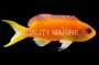 Female Lyretail Anthias