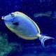 Blonde Naso Tang