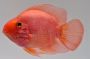Purple Parrot Cichlid