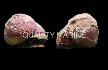 Margarite Snail