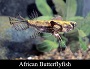 African Butterfly Fish