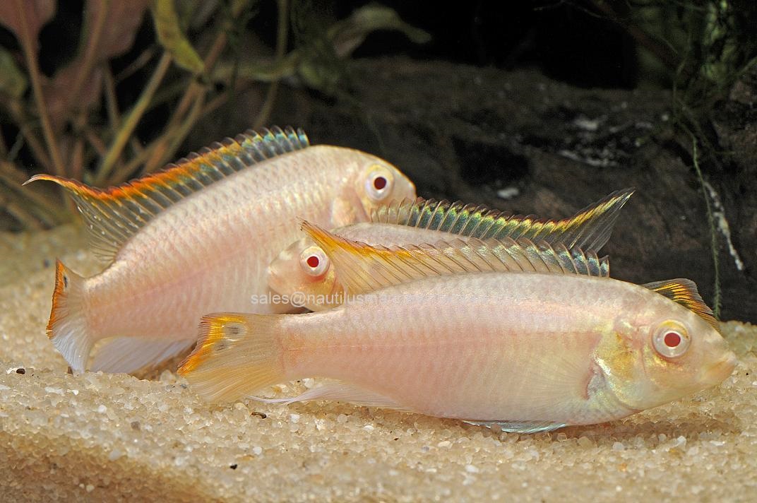 Albino Kribensis Cichlid