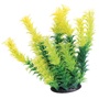 UT DIANDRA PLANT 6"