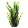 UT DIANDRA PLANT 16"