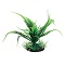 PLANT WEEPING GREEN FERN