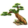 UT BONSAI PARADISE TREE