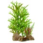 UT CAULERPA ON ROCK