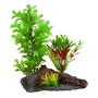 UT GREEN LUDWIDGIA ON WOOD