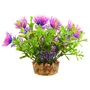 UT BACOMBA PURPLE PLANT 4"
