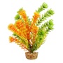 UT CABOMBA ORANGE PLANT 6"