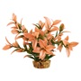 UT LUDWIGA PEACH TIP PLANT 6"