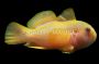 Yellow Clown Goby