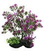 AQUA-PLANT BONSAI PURPLE 7"