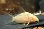 Albino Cory Catfish