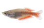Parkinsoni Rainbowfish