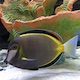 Powder Brown Tang
